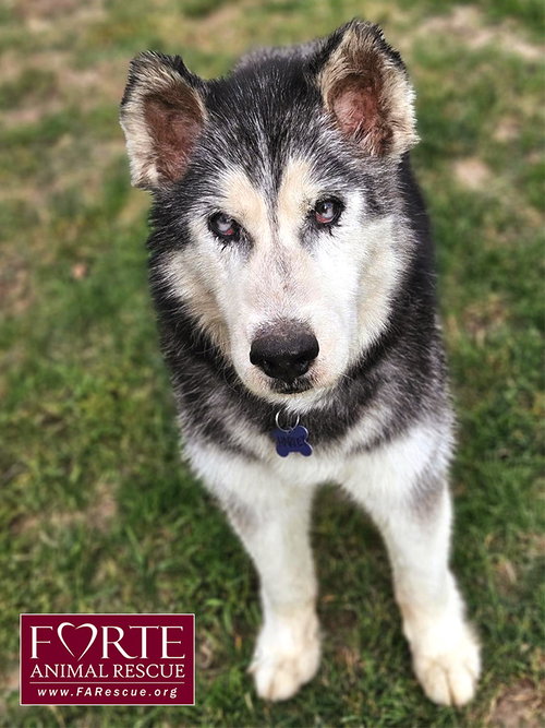 HARLEY - Husky available for adoption