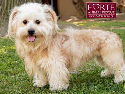 PANCHO - Havanese available for adoption