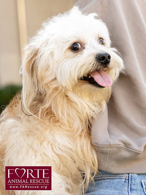 Photo of Pancho