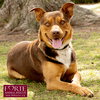 Canelo - Photo 2