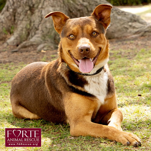 CANELO - Husky / Australian Kelpie available for adoption