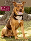 Canelo - Photo 3