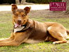 Canelo - Photo 4