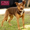 Canelo - Photo 6
