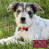adoptable Dog in  named Patchy