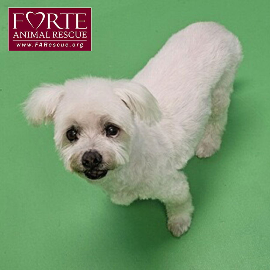 adoptable Dog in Marina Del Rey, CA named Snowball