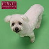 adoptable Dog in  named Snowball