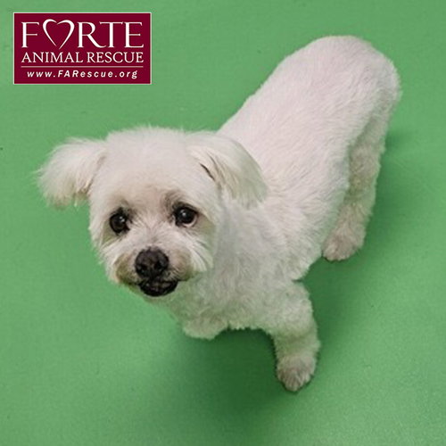 picture of the dog needing adoption