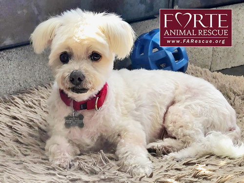 SNOWBALL - Maltese / Poodle (Miniature) available for adoption