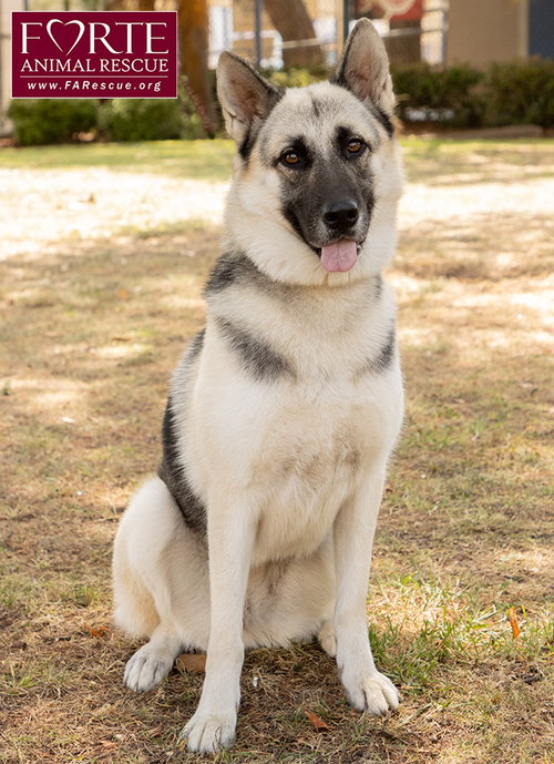 MAYA - German Shepherd Dog / Husky available for adoption
