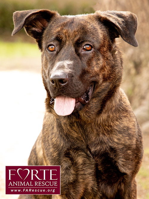 picture of the dog needing adoption
