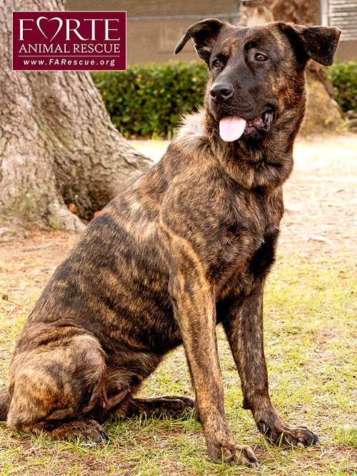 DONNA - Dutch Shepherd / Labrador Retriever available for adoption