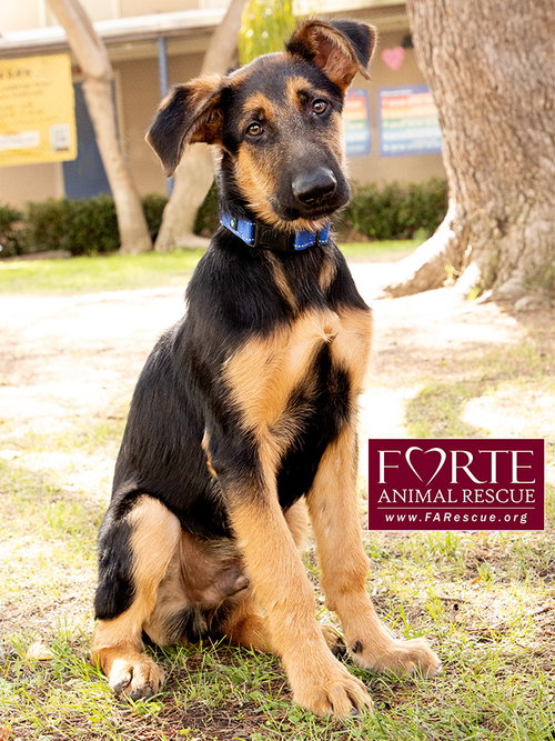 BUBS - German Shepherd Dog / Cattle Dog available for adoption