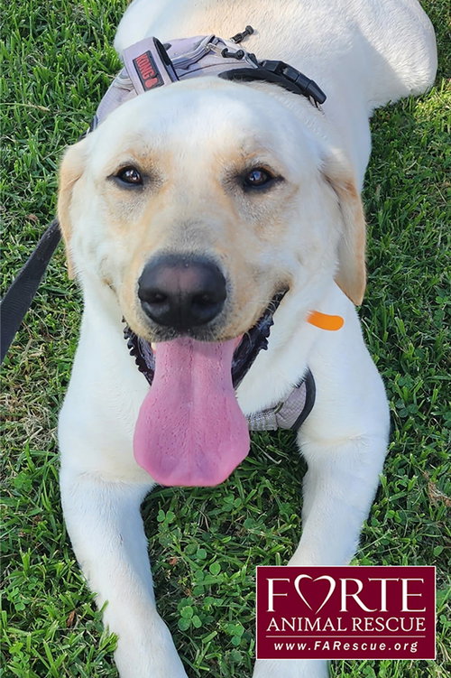 ENZO - Labrador Retriever available for adoption