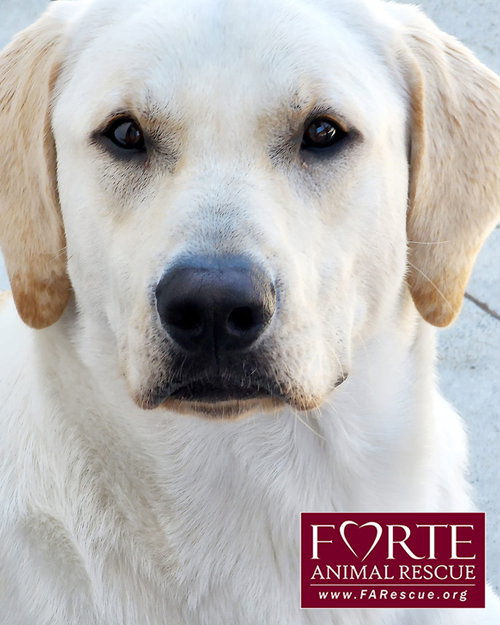 ENZO - Labrador Retriever available for adoption