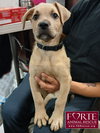 Duke - Photo 1