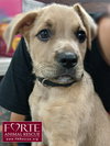 Duke - Photo 2