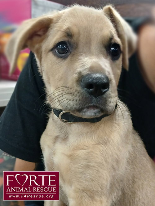 DUKE - Labrador Retriever available for adoption