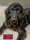 Buttercup - Photo 1