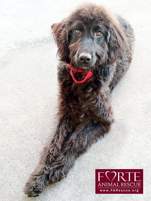 BUTTERCUP - Labrador Retriever / Poodle (Miniature) available for adoption