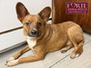 Zorro - Photo 1