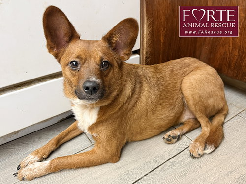 ZORRO - Corgi available for adoption