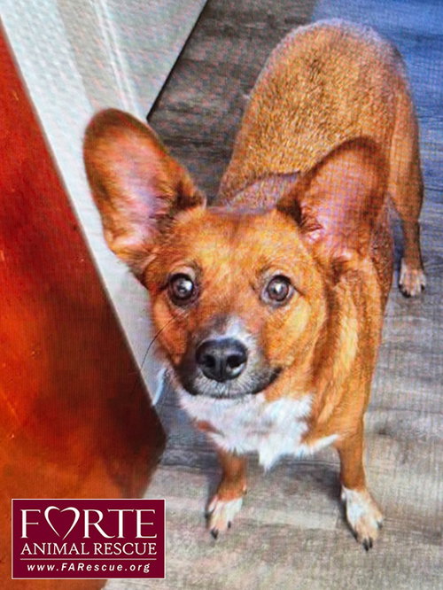 ZORRO - Corgi available for adoption