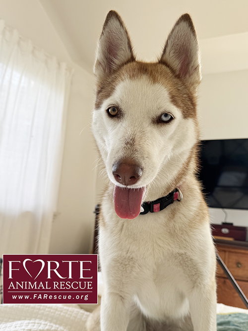 MABEL - Siberian Husky available for adoption
