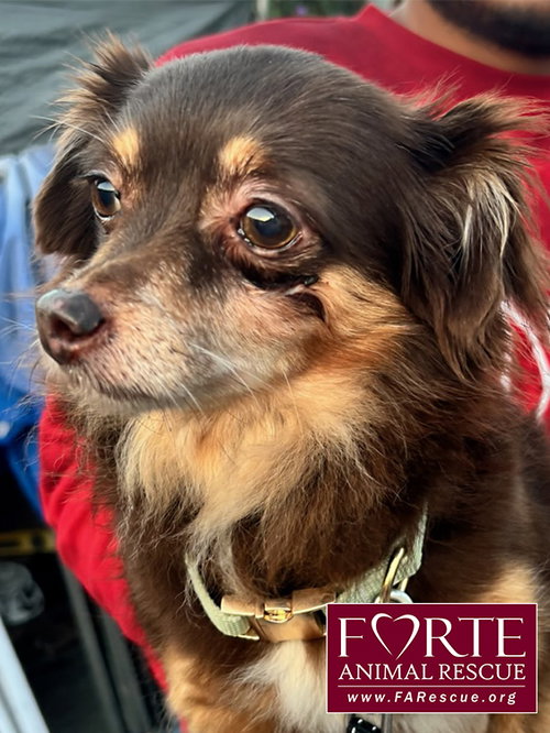 PANCHA - Chihuahua / Pomeranian available for adoption