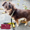 Pancha - Photo 2