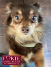 Pancha - Photo 3