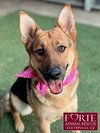 Sheba - Photo 1