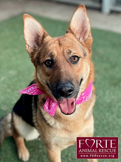 SHEBA - German Shepherd Dog available for adoption
