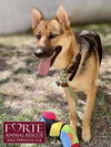 Sheba - Photo 2