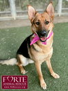Sheba - Photo 4