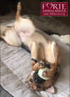 Sheba - Photo 5