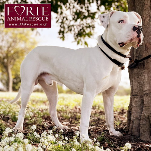 MEELO - American Staffordshire Terrier available for adoption