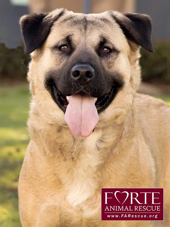 Annie - Akita