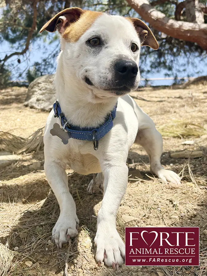 Carlos - Beagle