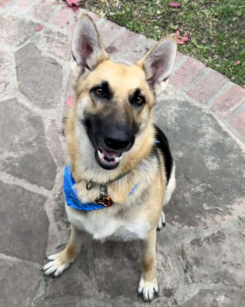 picture of the dog needing adoption