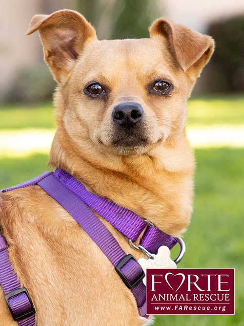 Arby, an adoptable Chihuahua in Marina del Rey, CA