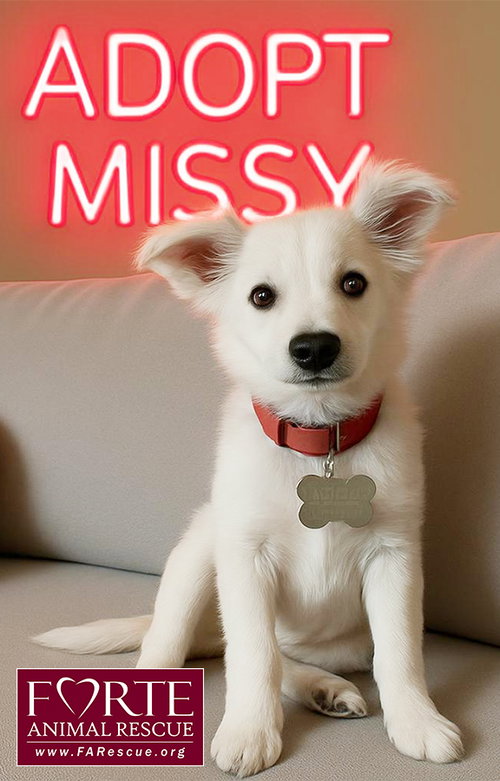 picture of the dog needing adoption