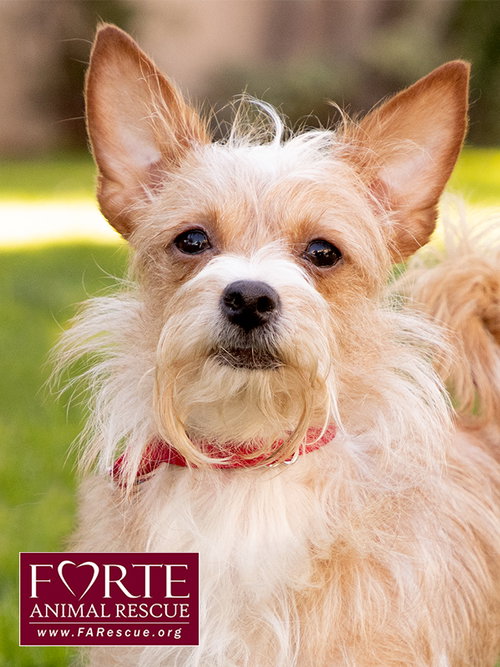 picture of the dog needing adoption