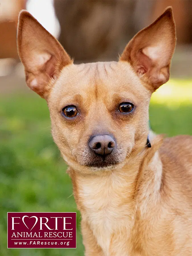 Prince - Chihuahua