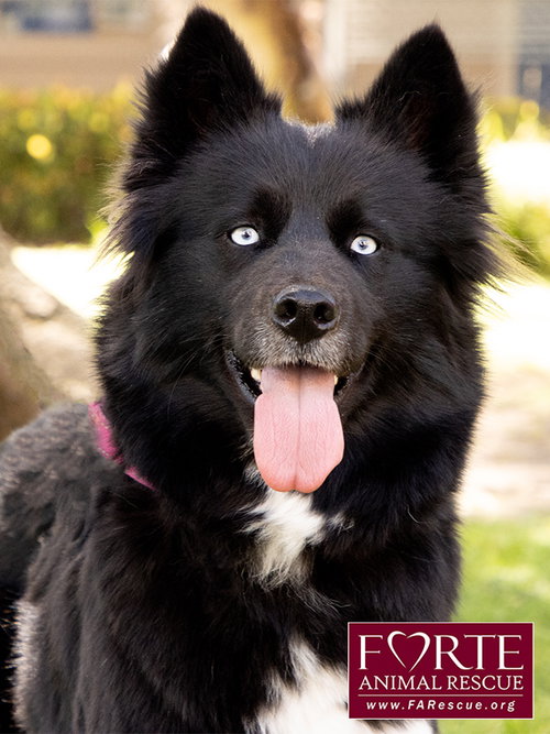 Cielo, an adoptable Border Collie in Marina del Rey, CA