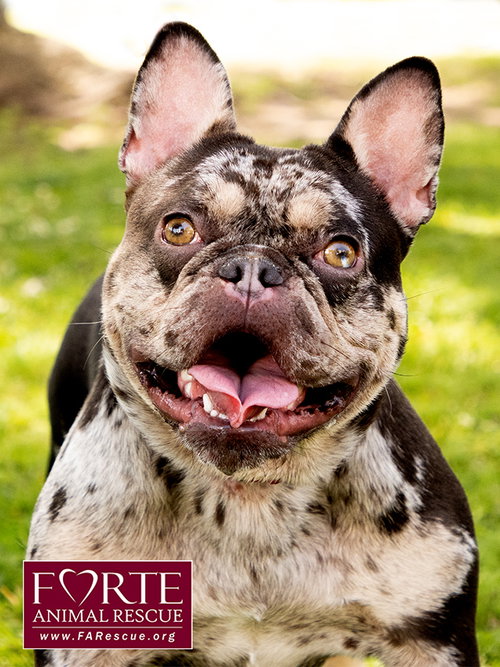 Corazon, an adoptable French Bulldog in Marina del Rey, CA