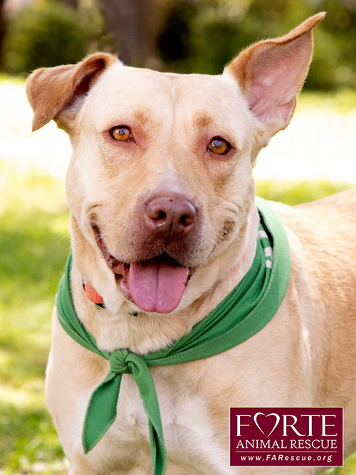 Cleopatra, an adoptable Pharaoh Hound in Marina del Rey, CA