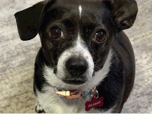 Peanut, an adoptable Chihuahua in Marina del Rey, CA
