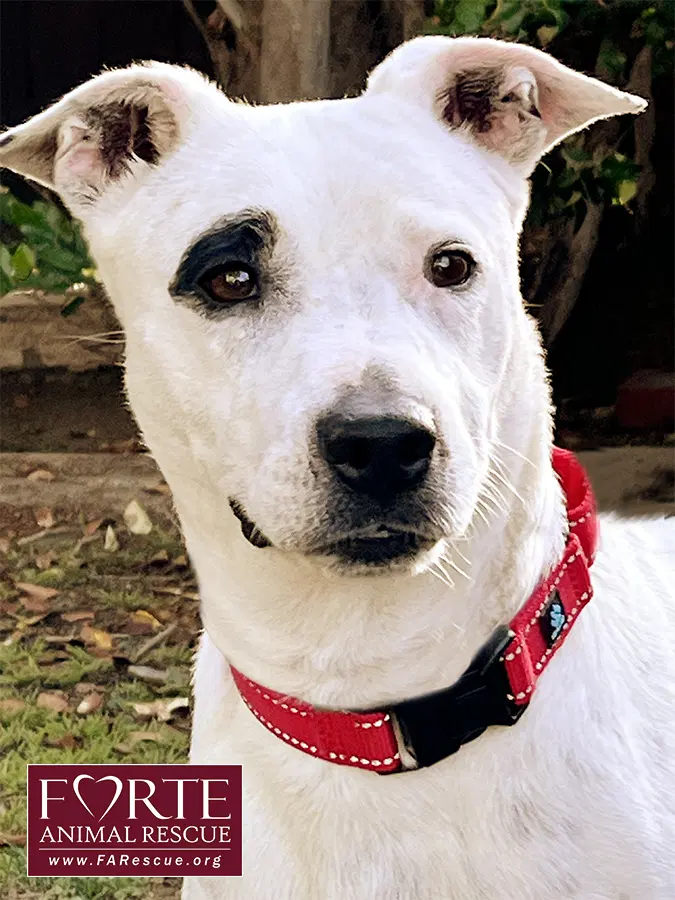 Stella - Bull Terrier