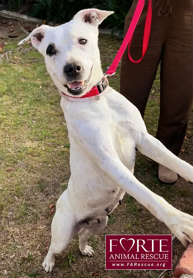 Stella image 4